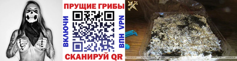 закладка  Ужур  Псилоцибиновые грибы Cubensis 